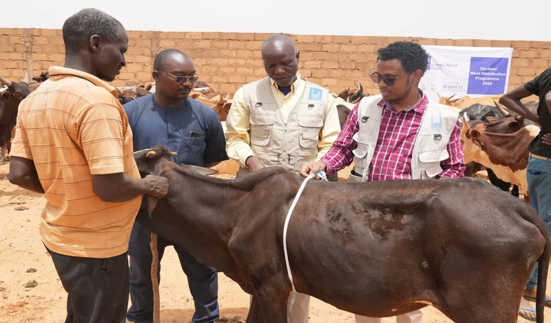 Légende photo 3 : Des équipes d’Islamic Relief au Niger inspectent les animaux avant la distribution annuelle de sacrifice (Odhiya).
